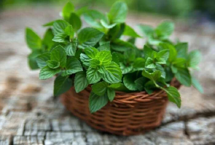 Γιατί πρέπει να έχουμε όλοι μια γλάστρα με μέντα στο σπίτι μας